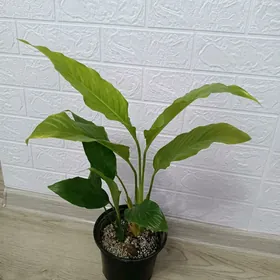 ЖЕНСКОЕ СЧАСТЬЕ