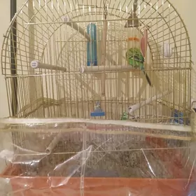 попугай самец.