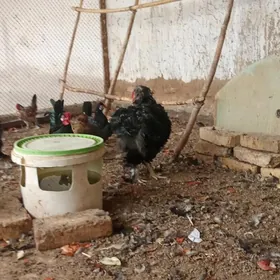 brama kirpi horazlar