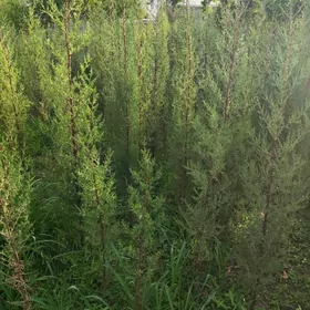 Yolka Ёлка Кипарис