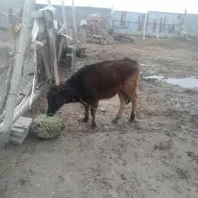 ady gole 1 yaşap geçen.