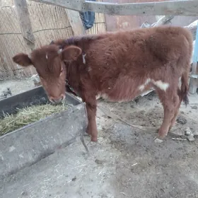 Öküz we gulajyn gole