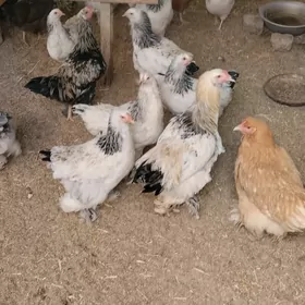 Brama horoz we towuk