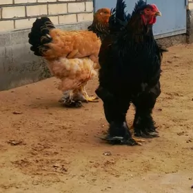 Brama horaz we towuklar