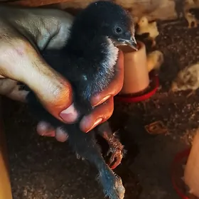 broma gigant juýjeler