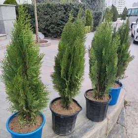 Tuya Yolka Kompakt Туя