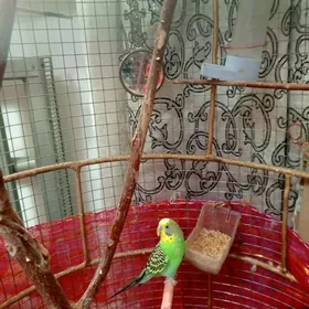 попугайчик