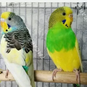 Popugay guslar+ setklar