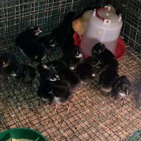 jüje daminad ataks жуже