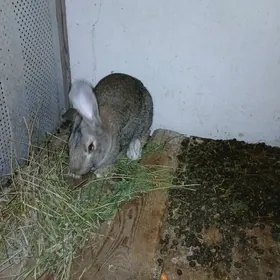 Бабочка фландыр породалар