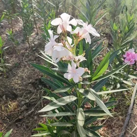 Aliyandra Gül Алиандра цветы