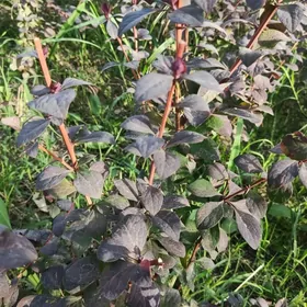 Barbaris Барбарис