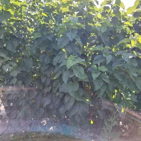 Śa TuT Тутовник