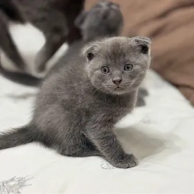 Шотландские котята