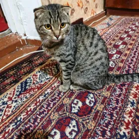 Вислоухий кошка