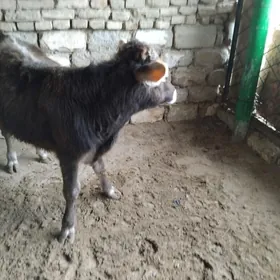 OKŪZ ŞWES TOHIM  MAL