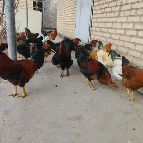 Horazlar. Хоразлар.