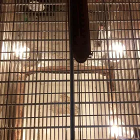 самодельный инкубатор