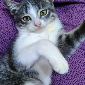 Серая Лапочка ️.