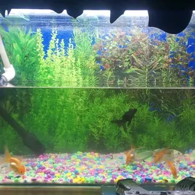 icinin gymmat balyary bn