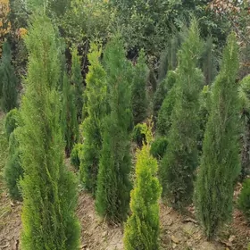 Tuya Yolka Ёлка туя