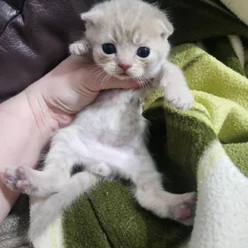 Шотландский бежевый молочный