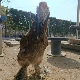 TOWUK (Induk jüýje bolsada)