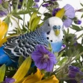 Amatly popugay guslar