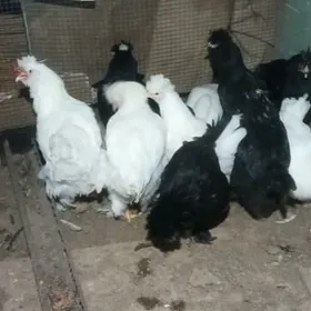 Мрамы Товук