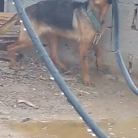 немисги   авчарка