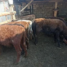 öküzçe tüwe öküz göle