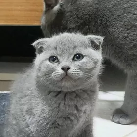 Şotland pişijek шотландский