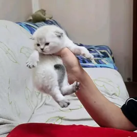 шотландские котята