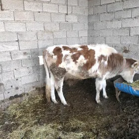 Bakylyan gulajynlar 4-sany