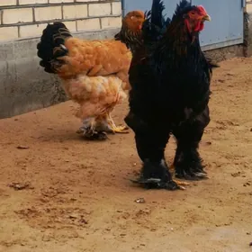 Brama horaz we towuklar