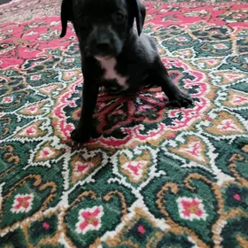 мини тойтерьер