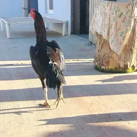 Taşkent horaz 3 mäki