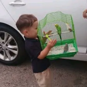 popugay komplekt guslar