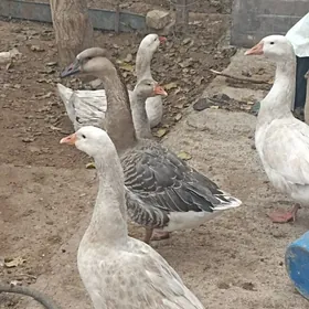 indautkada ordek guss gaz