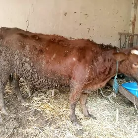 baklyk unajyn ve okuz