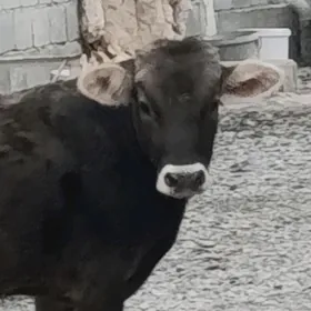 Arginal Şwes Öküz