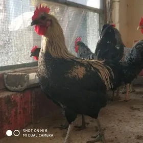 horoz ataks dominant