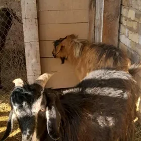 çewiş ikisem erkek