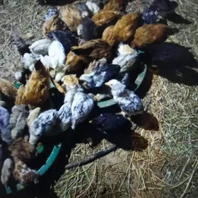 2 ay bolon elin juyje