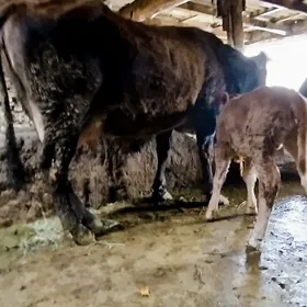 1 Guzlan Gölely sygyr