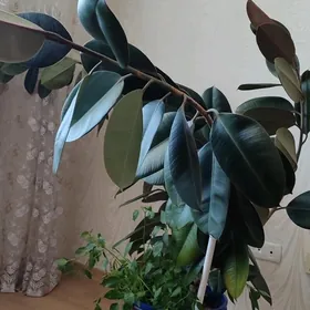 Фикус"Черный принц".