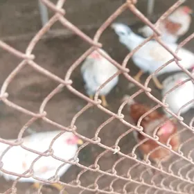 horaz geçen ýylky jüje 3-sany.