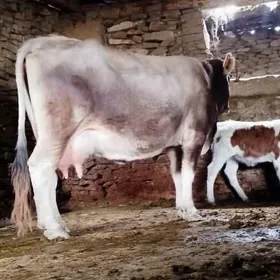 Tohum Şiwit Gölely sygyr