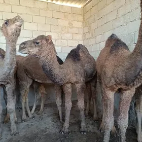 Duyeler tDuyeler ... toruml