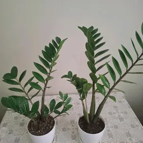 gul комнатные растения